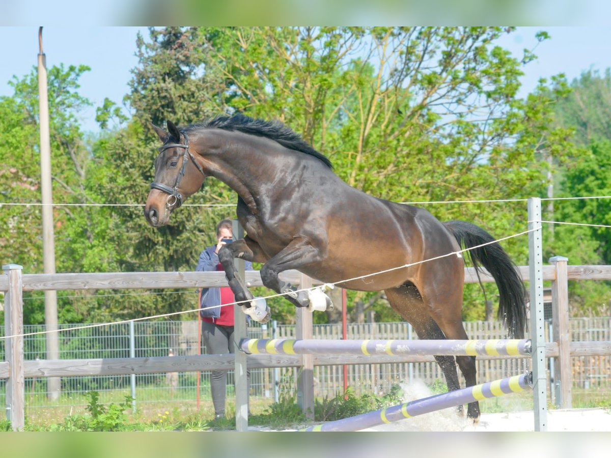 Holsteiner Merrie 7 Jaar 175 cm Bruin in Osterburg ot Düsedau