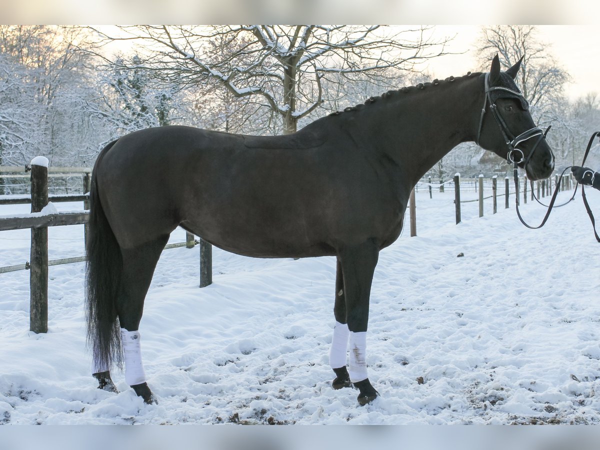 Holsteiner Merrie 7 Jaar 175 cm Zwartbruin in Halstenbek