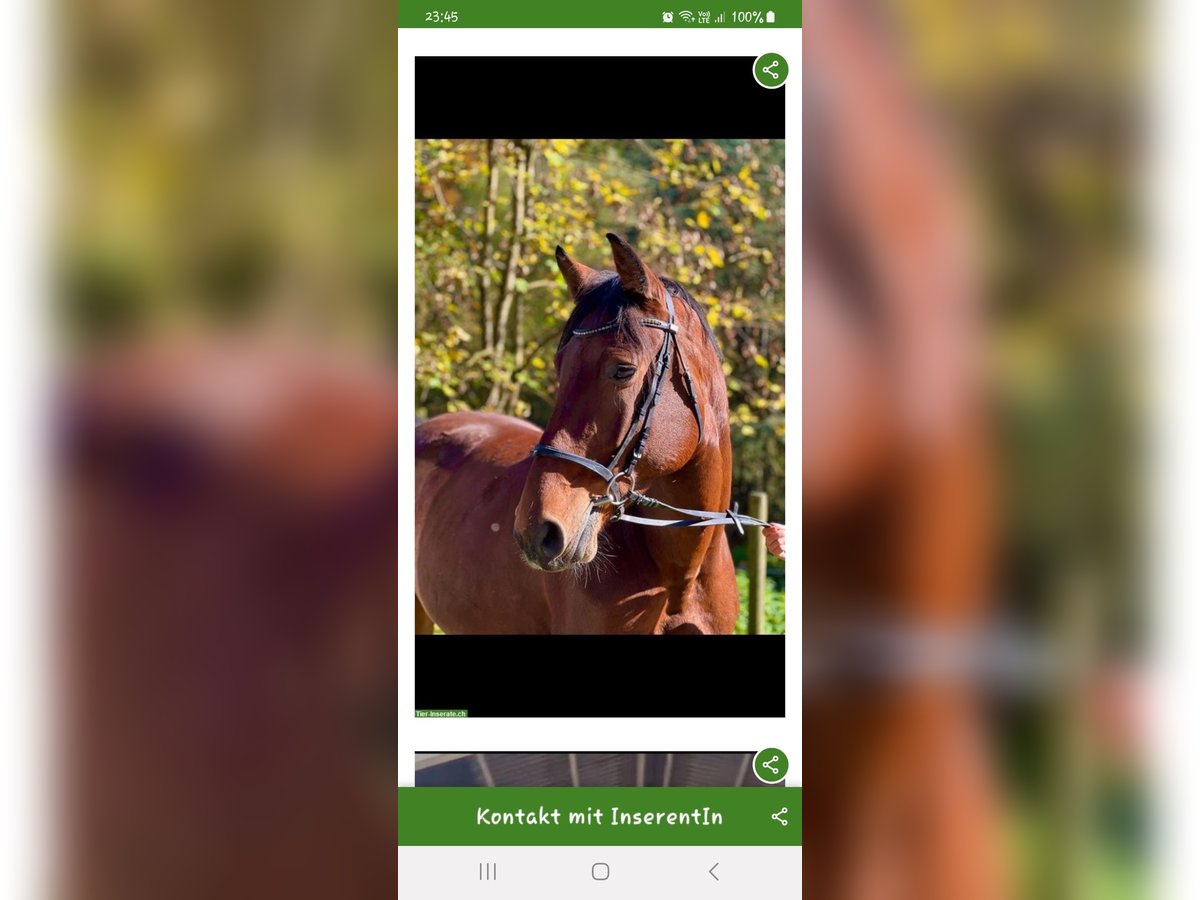 Holsteiner Merrie 7 Jaar Bruin in Gontenschwil
