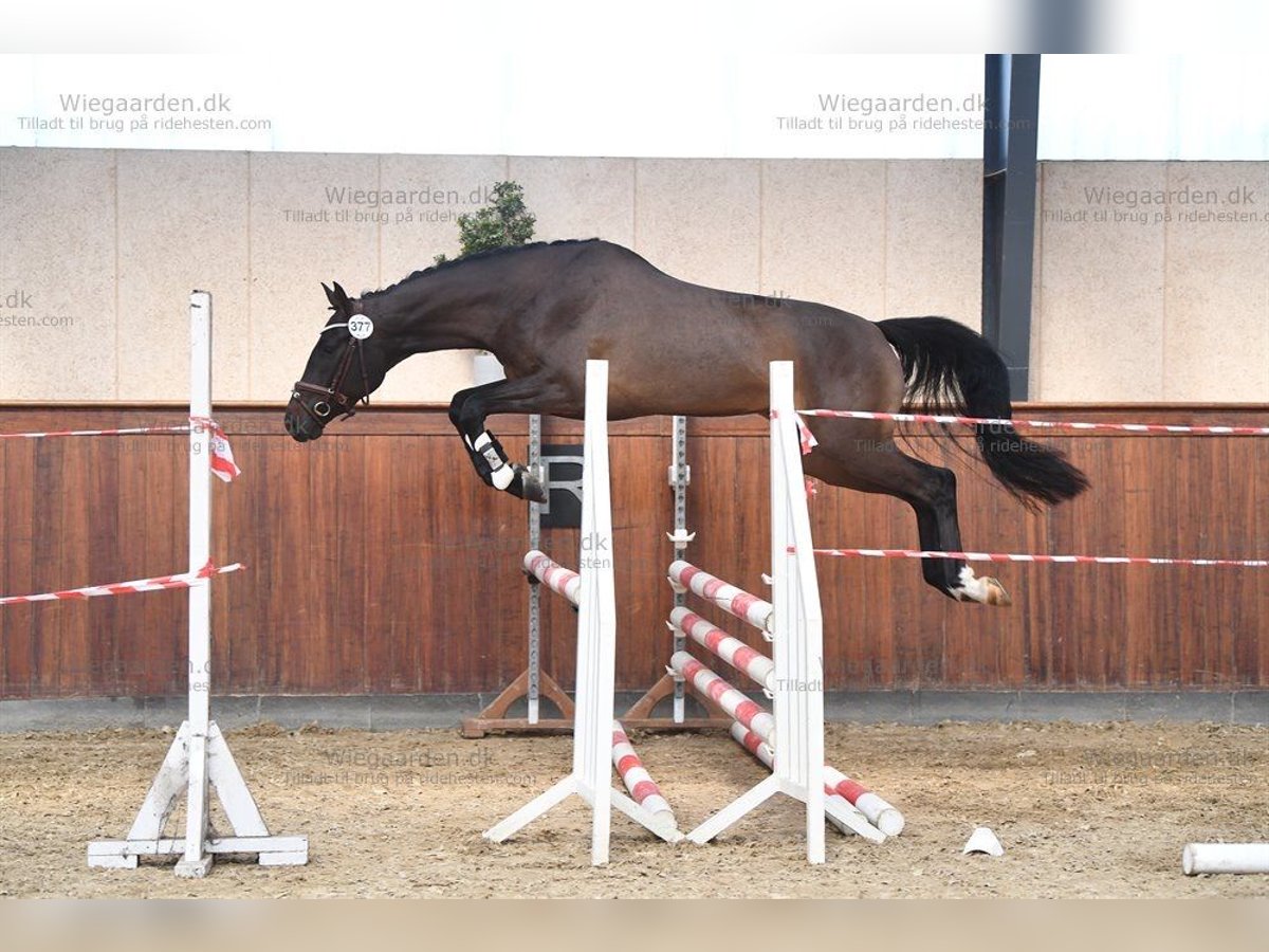 Holsteiner Merrie 8 Jaar 162 cm Bruin in Christiansfeld