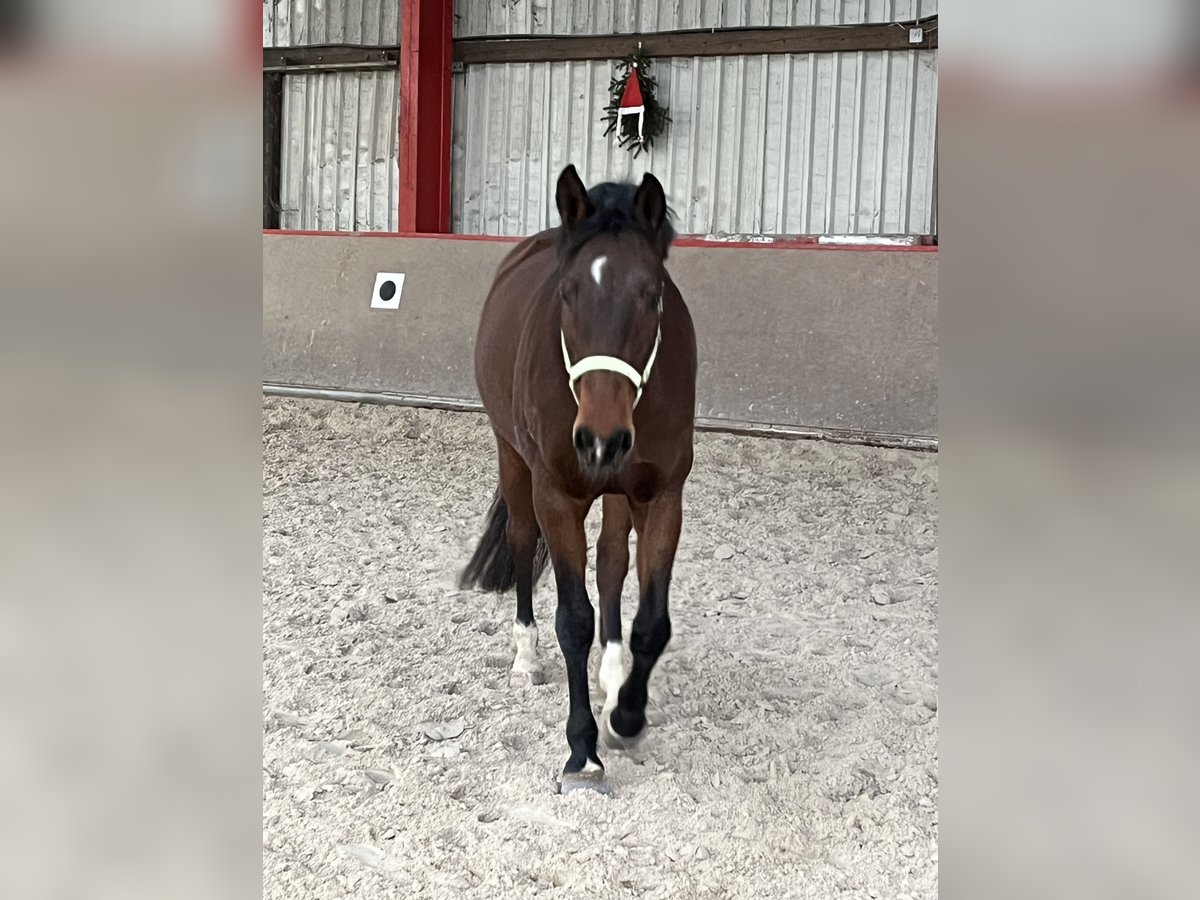 Holsteiner Merrie 8 Jaar 164 cm Bruin in Hessisch Lichtenau