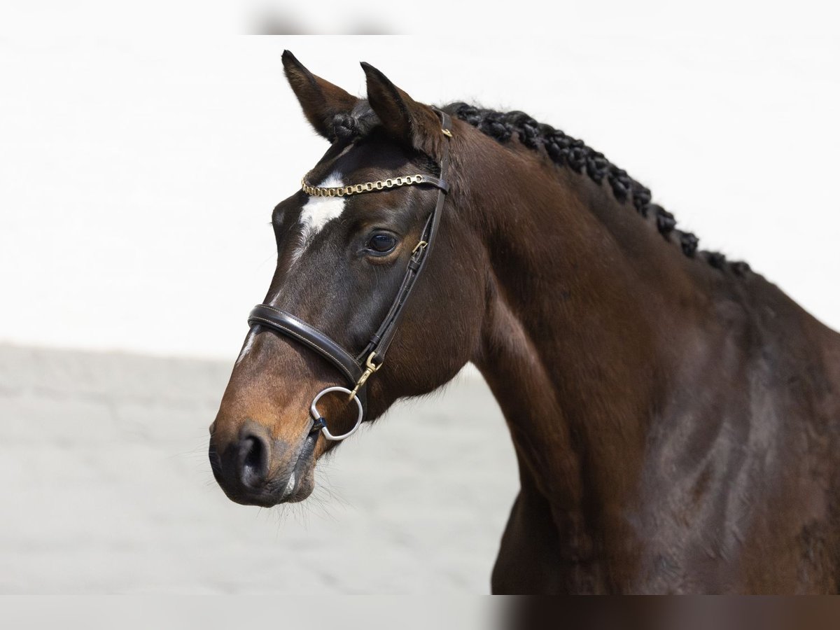 Holsteiner Merrie 8 Jaar 164 cm Donkerbruin in Heerde