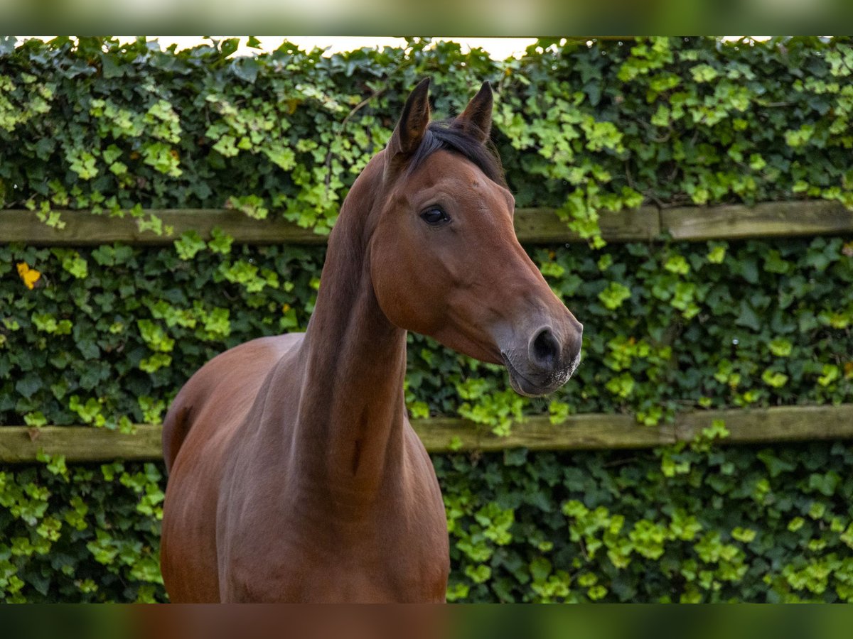 Holsteiner Merrie 8 Jaar 165 cm Bruin in Waddinxveen