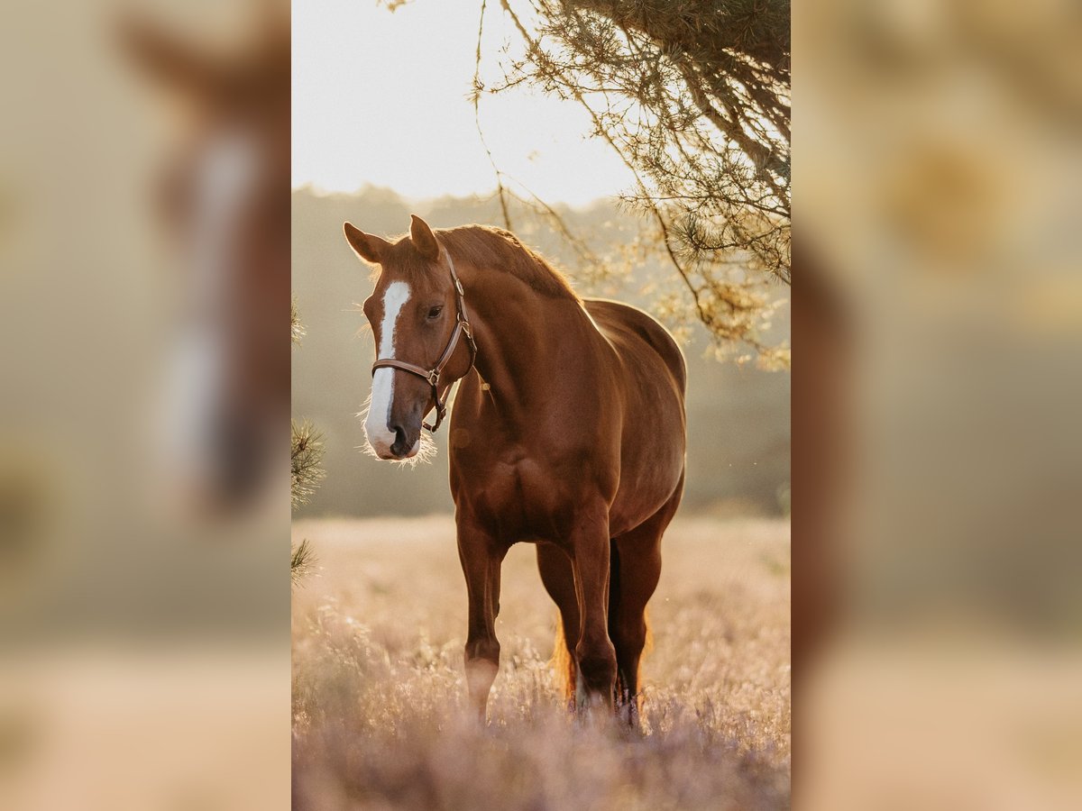 Holsteiner Merrie 8 Jaar 165 cm Donkere-vos in Isernhagen
