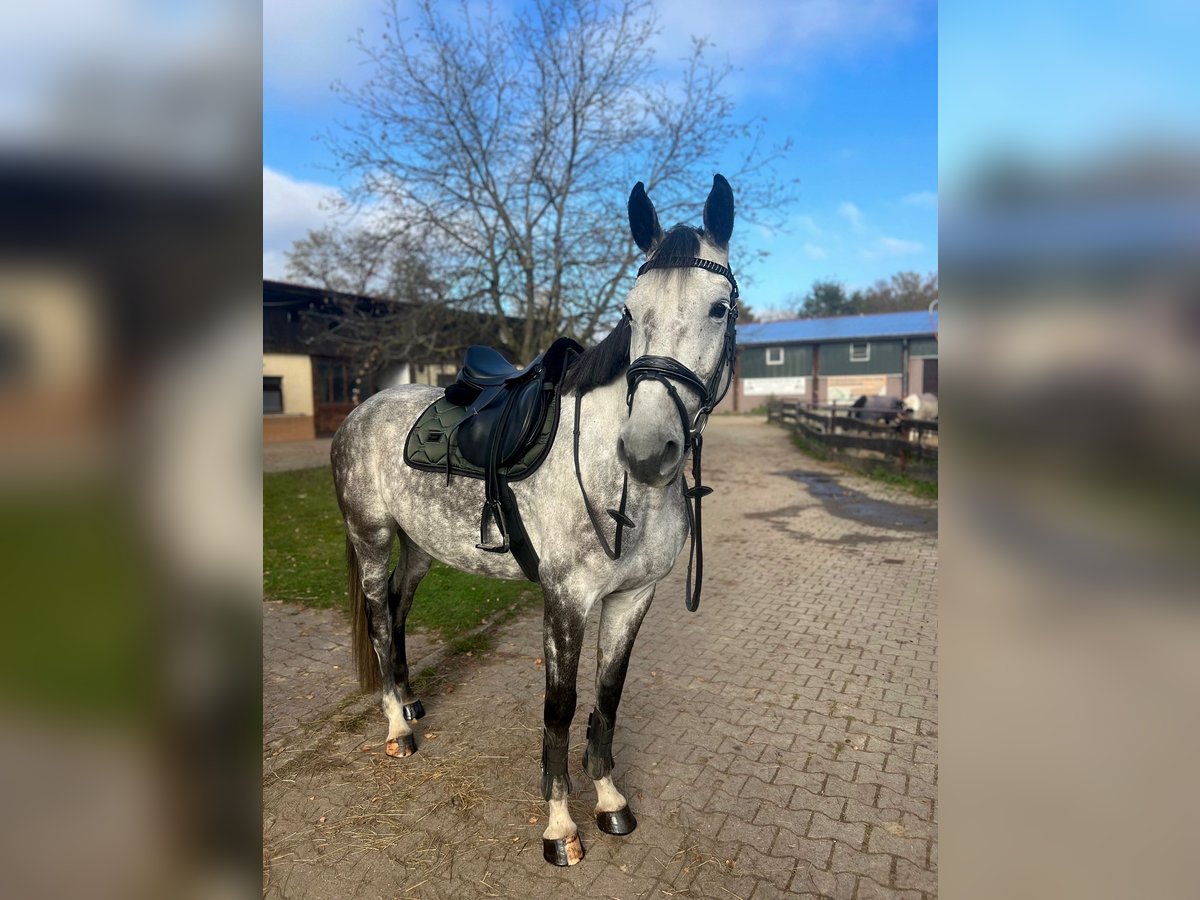 Holsteiner Merrie 8 Jaar 165 cm Schimmel in Kehl