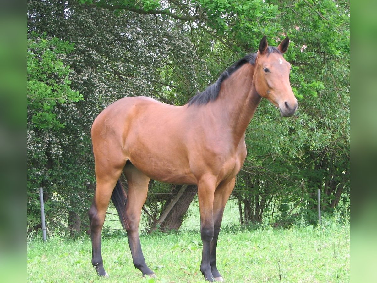 Holsteiner Merrie 8 Jaar 167 cm Donkerbruin in Lindau