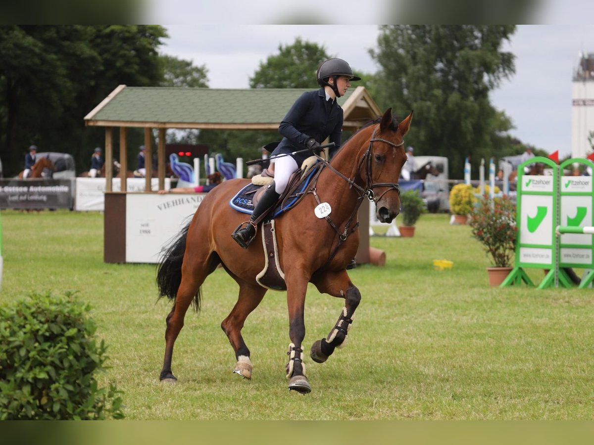 Holsteiner Merrie 8 Jaar 168 cm Bruin in Stadtlohn