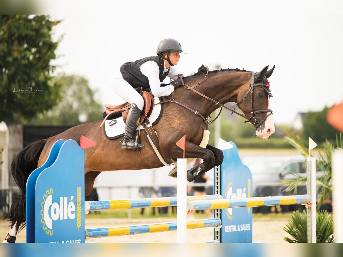 Holsteiner Merrie 8 Jaar 168 cm Donkerbruin in Heinsberg