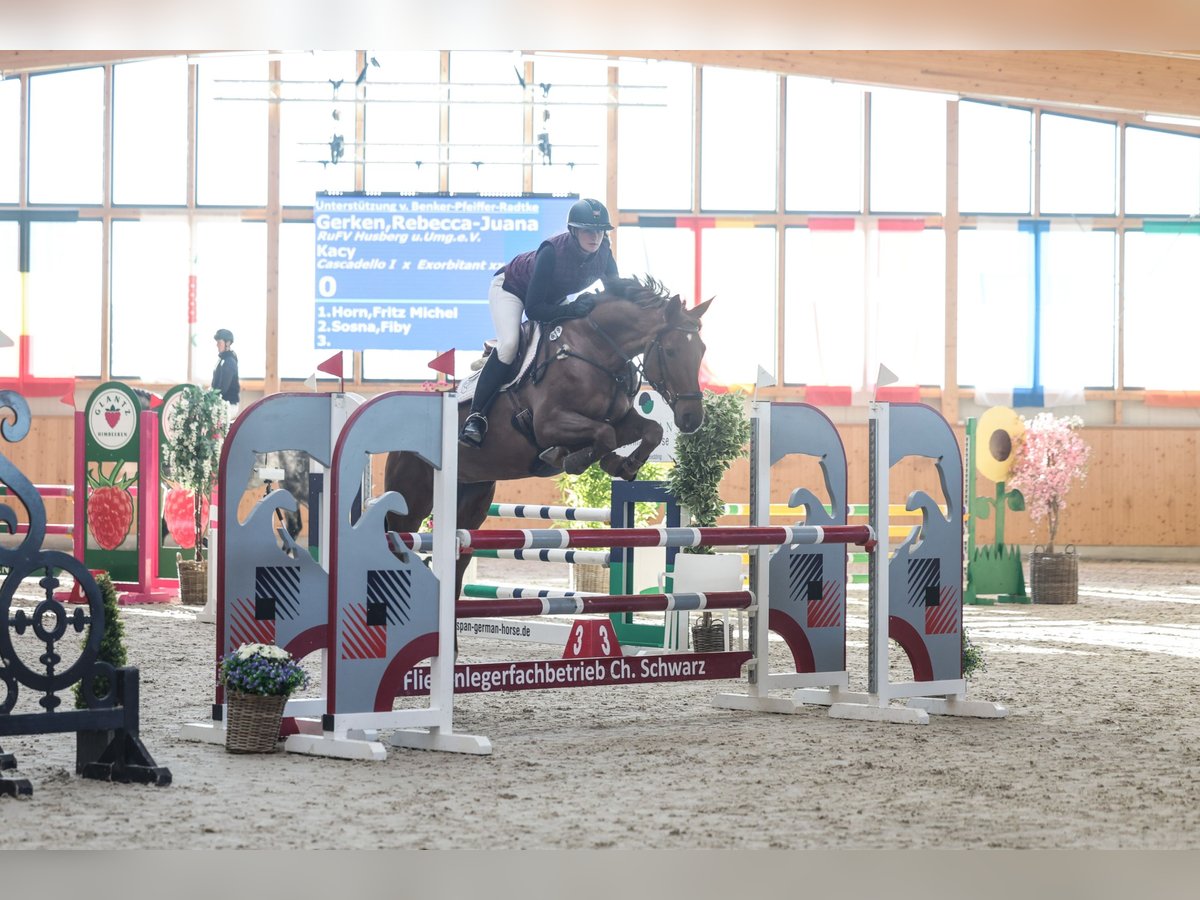 Holsteiner Merrie 8 Jaar 172 cm Vos in Neum&#xFC;nster