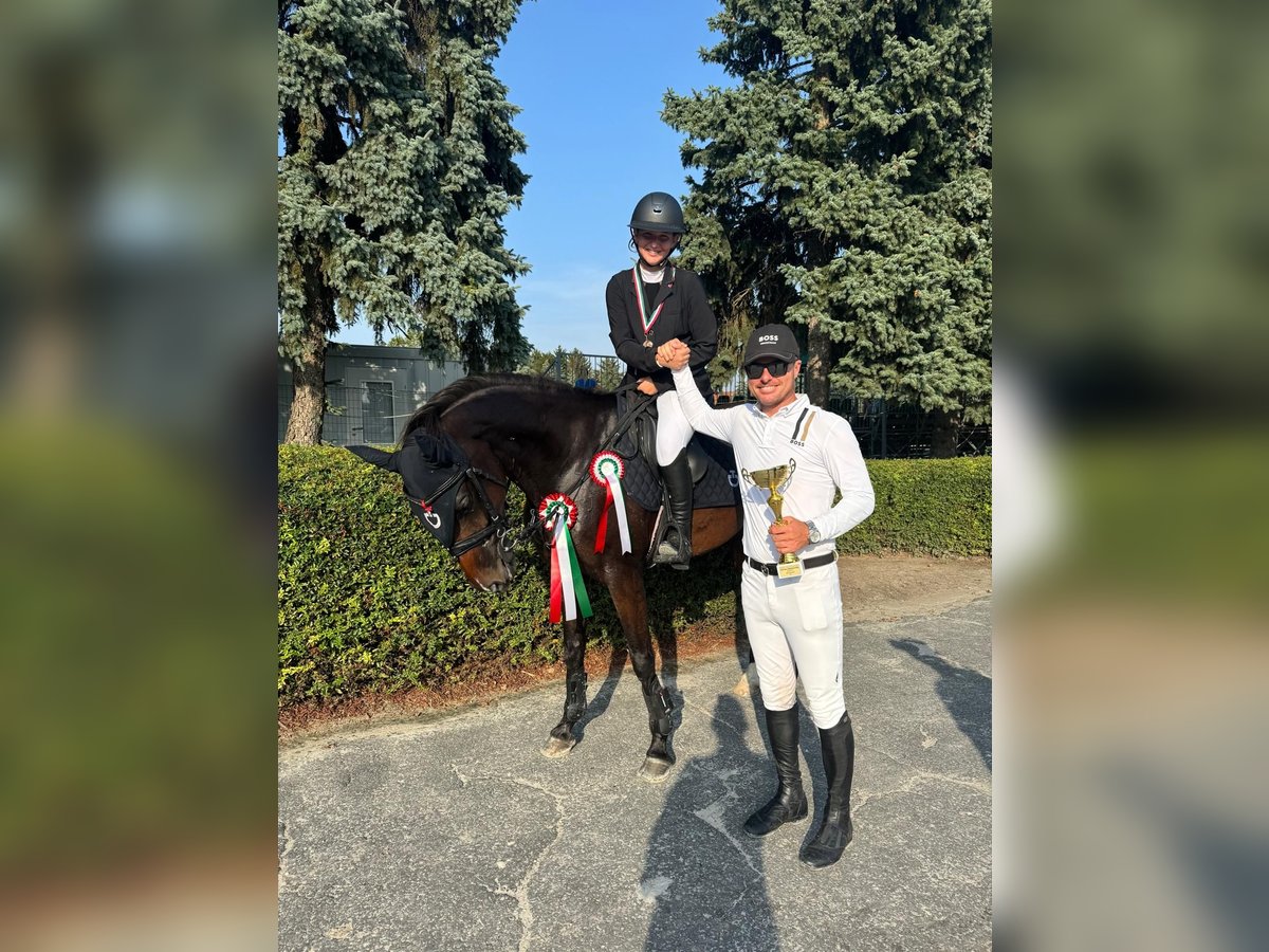 Holsteiner Merrie 9 Jaar 163 cm Donkerbruin in B&#xE9;k&#xE9;scsaba