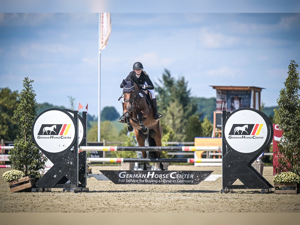 Holsteiner Merrie 9 Jaar 165 cm Bruin in Pogeez