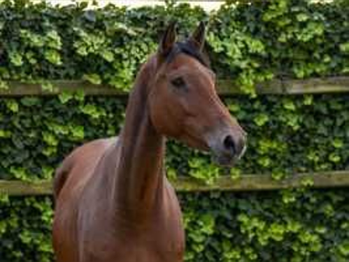 Holsteiner Merrie 9 Jaar 165 cm Bruin in Waddinxveen