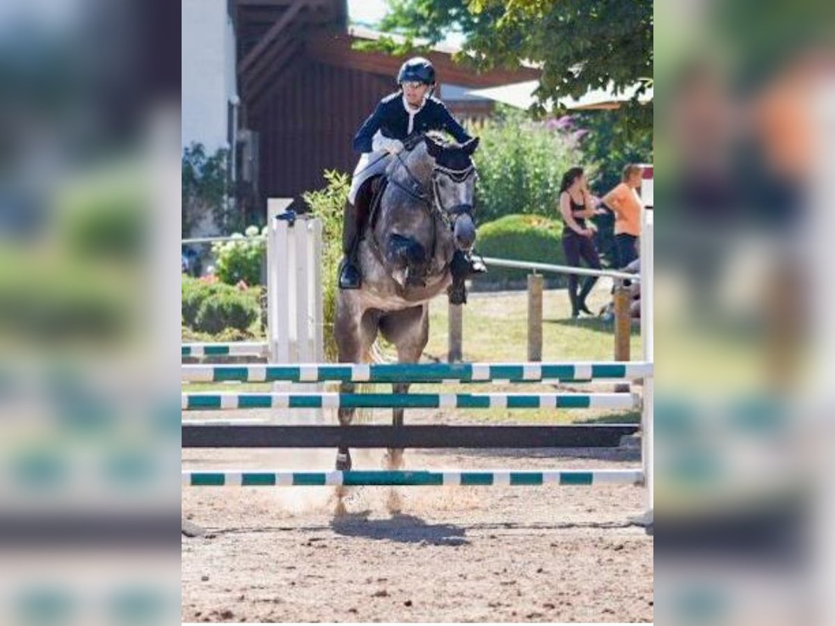 Holsteiner Merrie 9 Jaar 165 cm Schimmel in Magstadt