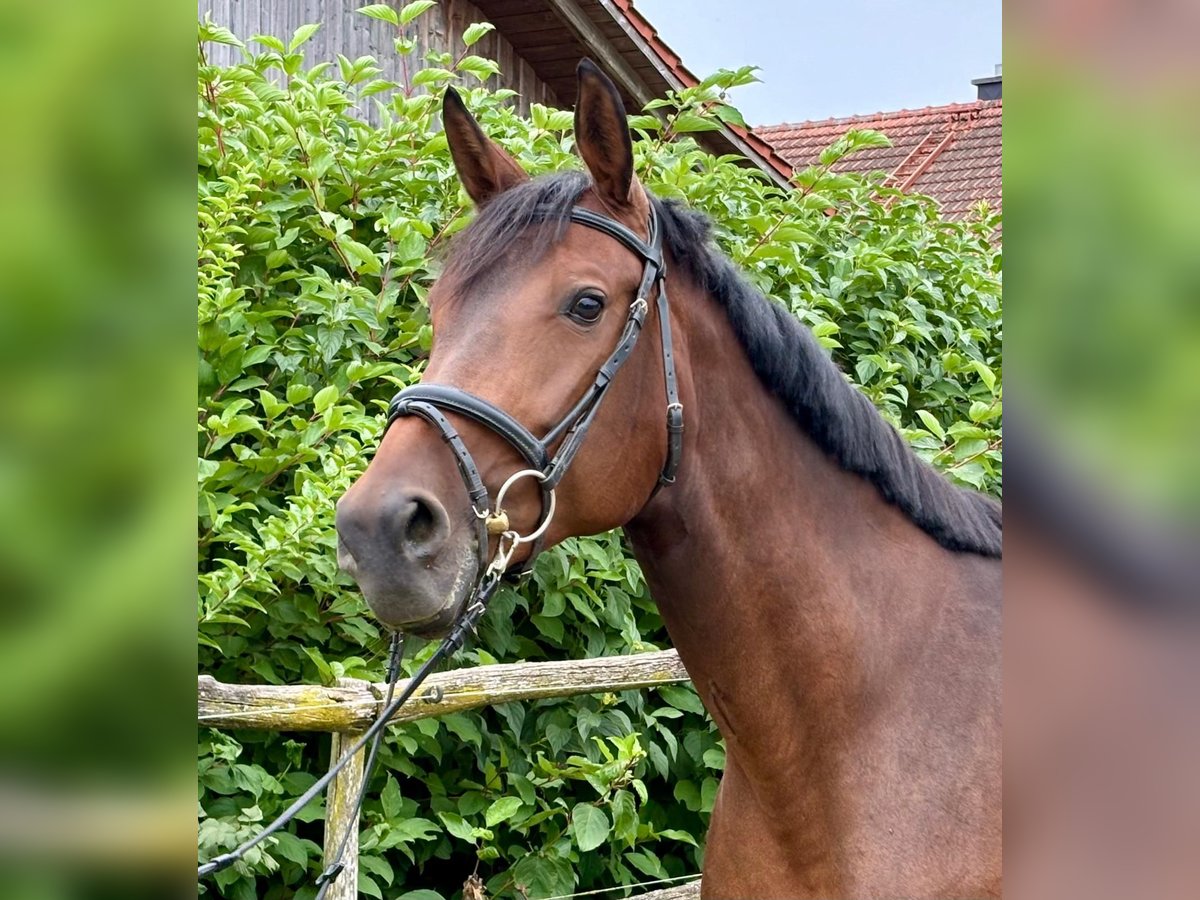 Holsteiner Merrie 9 Jaar 167 cm Bruin in Adlkofen