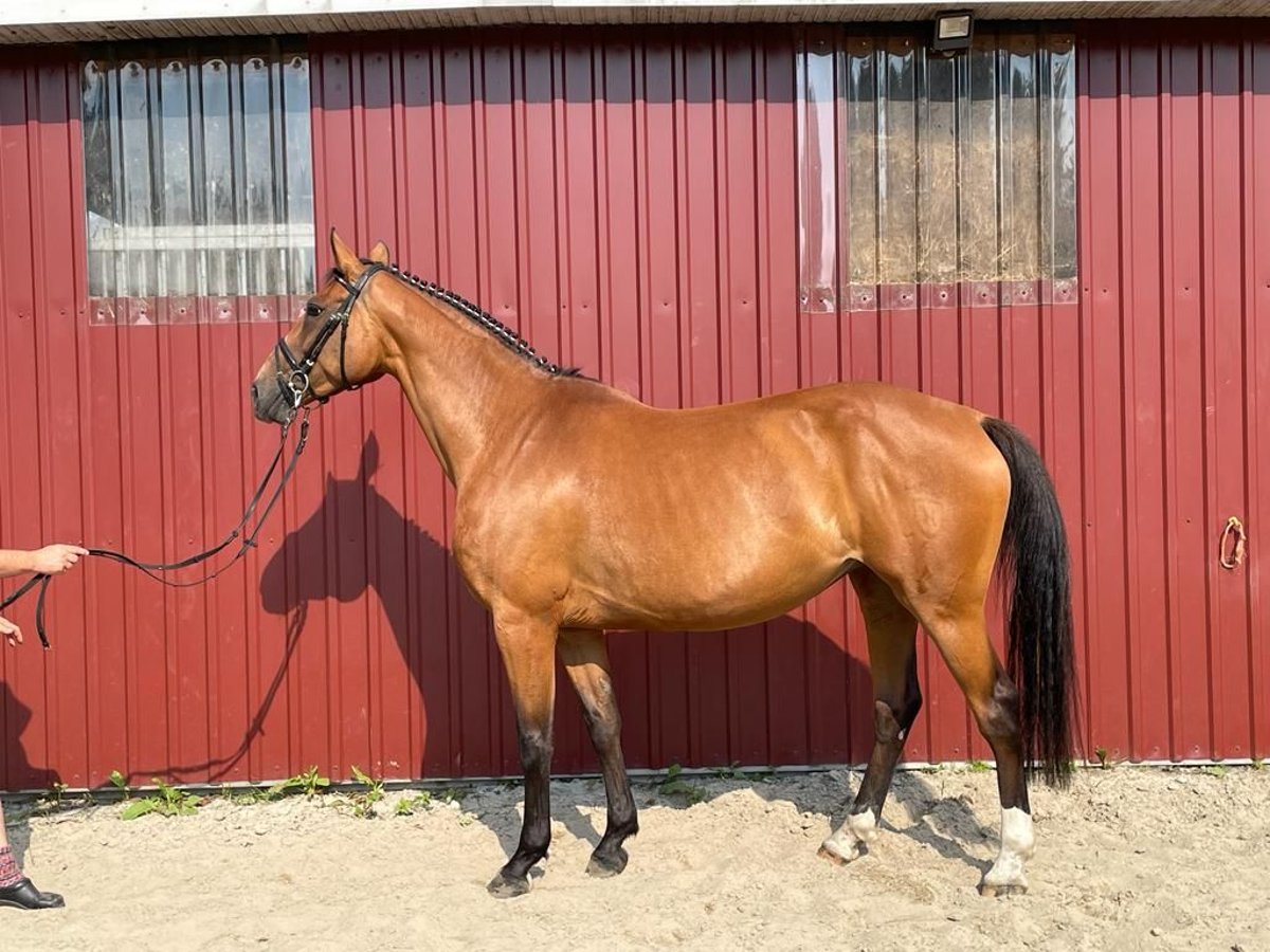 Holsteiner Merrie 9 Jaar 168 cm Bruin in Wittbek