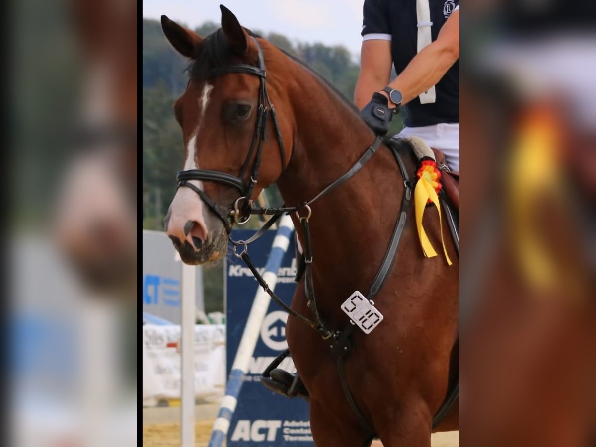 Holsteiner Merrie 9 Jaar 170 cm Bruin in Hardegsen