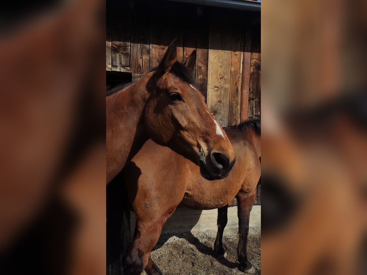 Holsteiner Merrie 9 Jaar 172 cm Bruin in Dornbirn