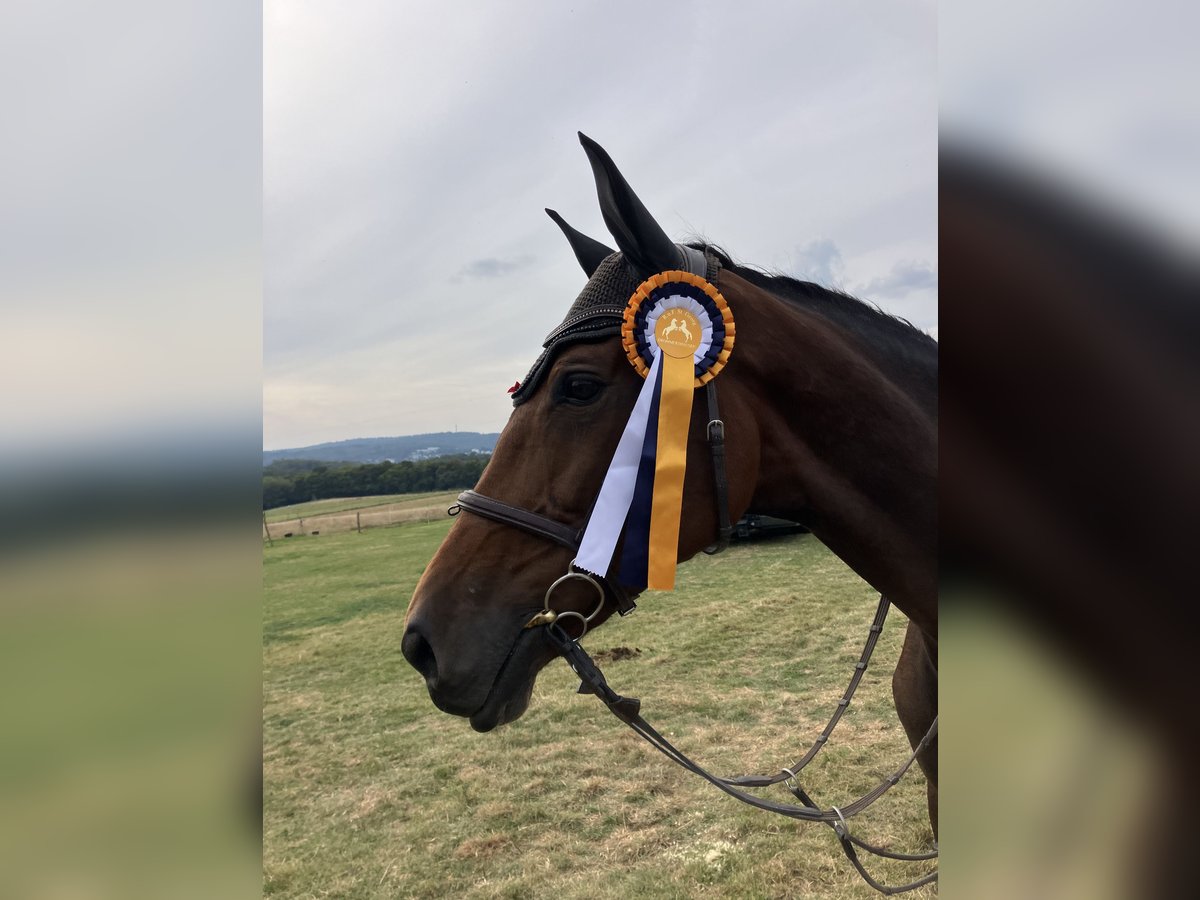 Holsteiner Merrie 9 Jaar 179 cm Donkerbruin in Brechen