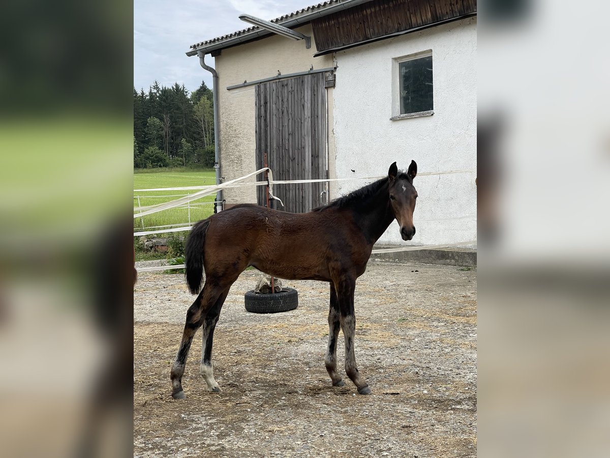 Holsteiner Merrie Veulen (03/2025) 172 cm Bruin in M&#xFC;nsingen