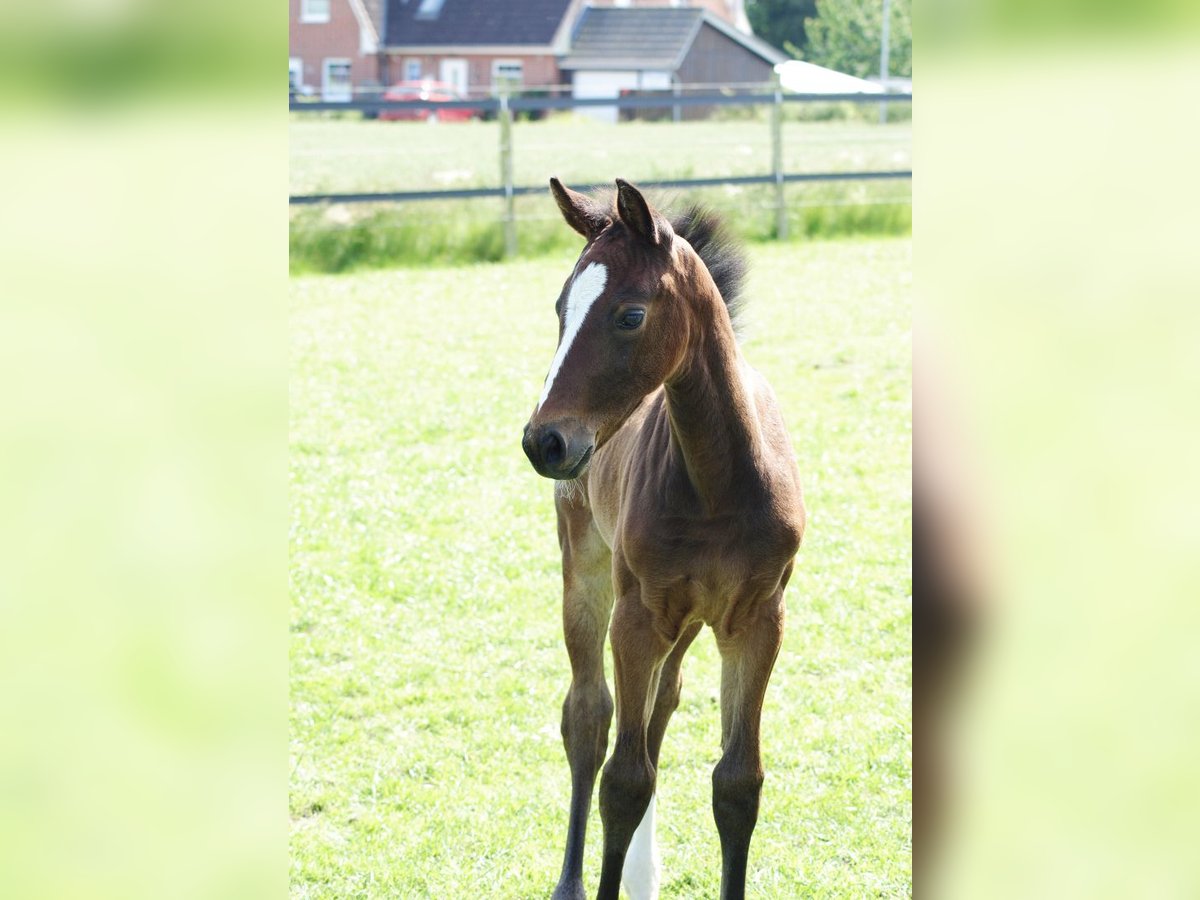 Holsteiner Merrie Veulen (05/2025) Donkerbruin in Neustadt in Holstein