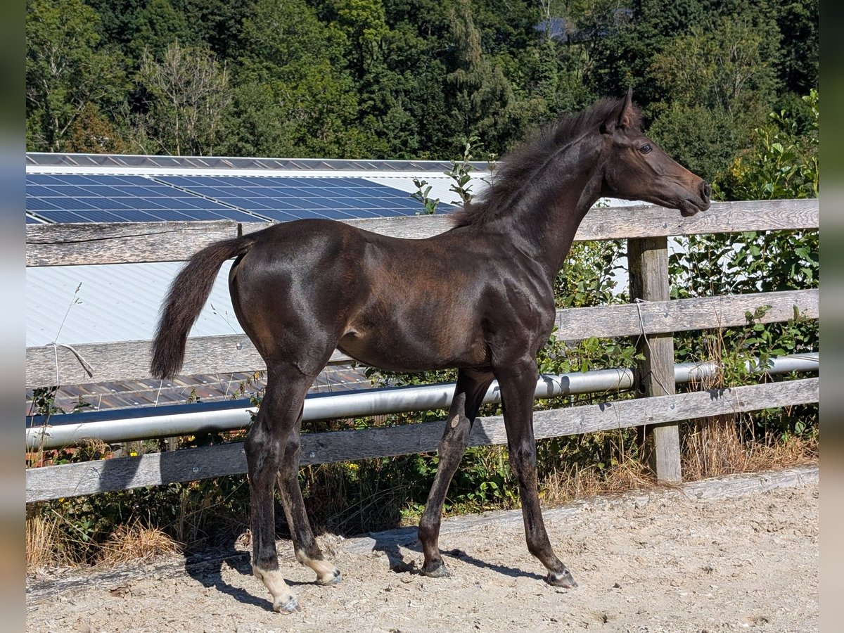 Holsteiner Merrie Veulen (04/2025) Donkerbruin in Hauzenberg