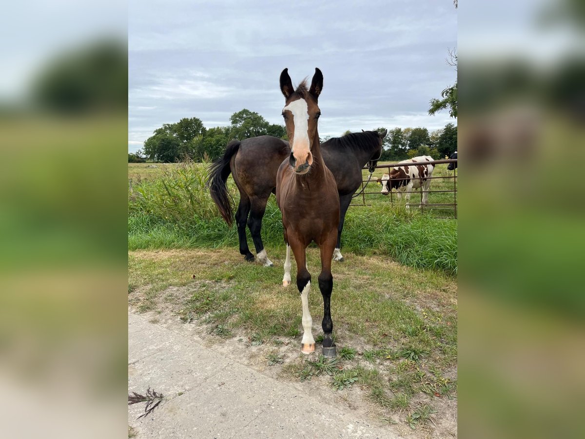 Holsteiner Merrie Veulen (05/2025) Donkerbruin in Nordermeldorf