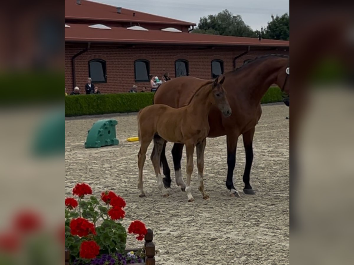 Holsteiner Merrie Veulen (05/2025) Donkere-vos in Haseldorf