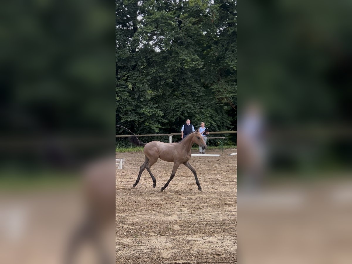 Holsteiner Merrie Veulen (04/2025) kan schimmel zijn in Lauterbach
