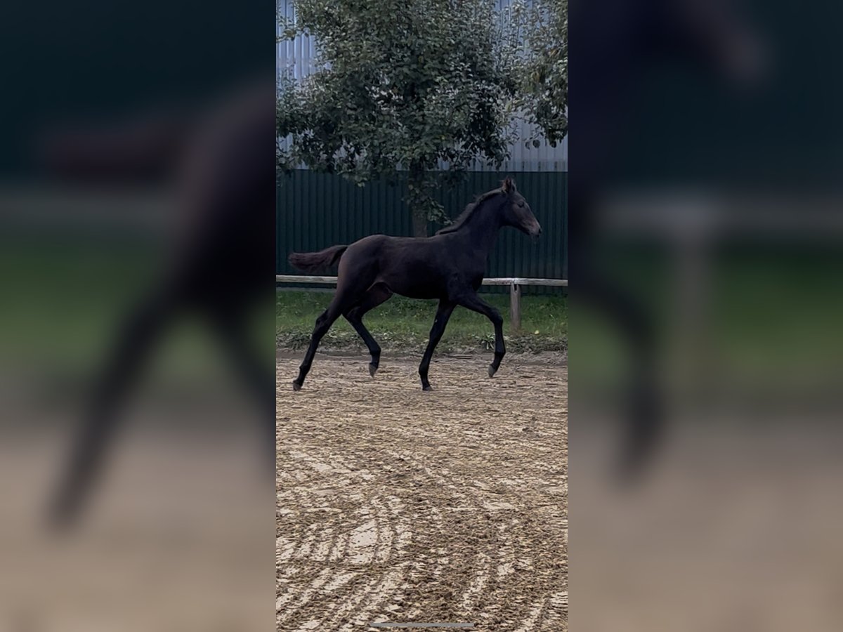 Holsteiner Merrie Veulen (07/2025) Zwartbruin in Sittensen