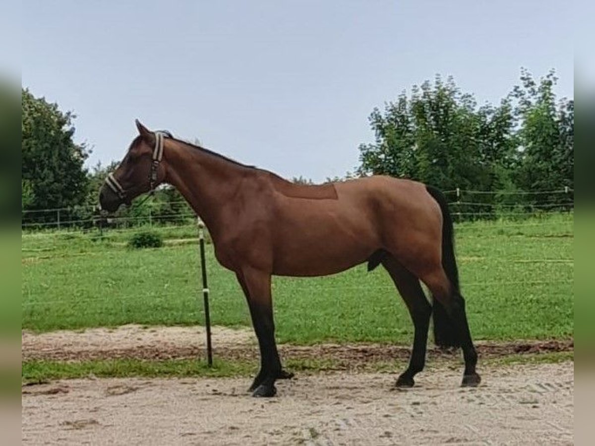 Holsteiner Ruin 10 Jaar 165 cm Bruin in Altdorf