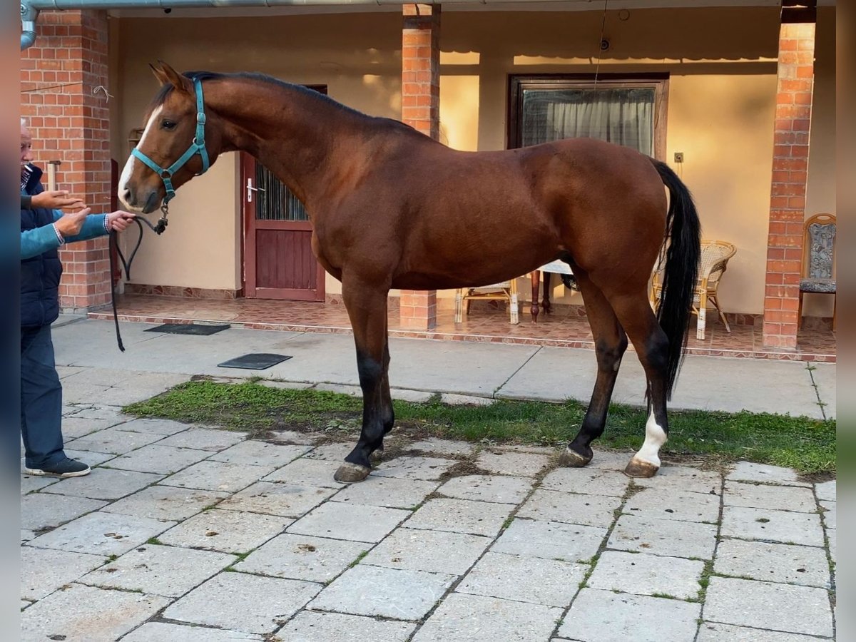 Holsteiner Ruin 11 Jaar 168 cm Bruin in Békéscsaba