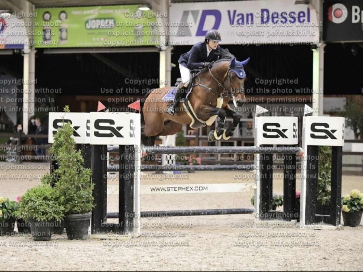 Holsteiner Ruin 11 Jaar 172 cm Bruin in Enschede