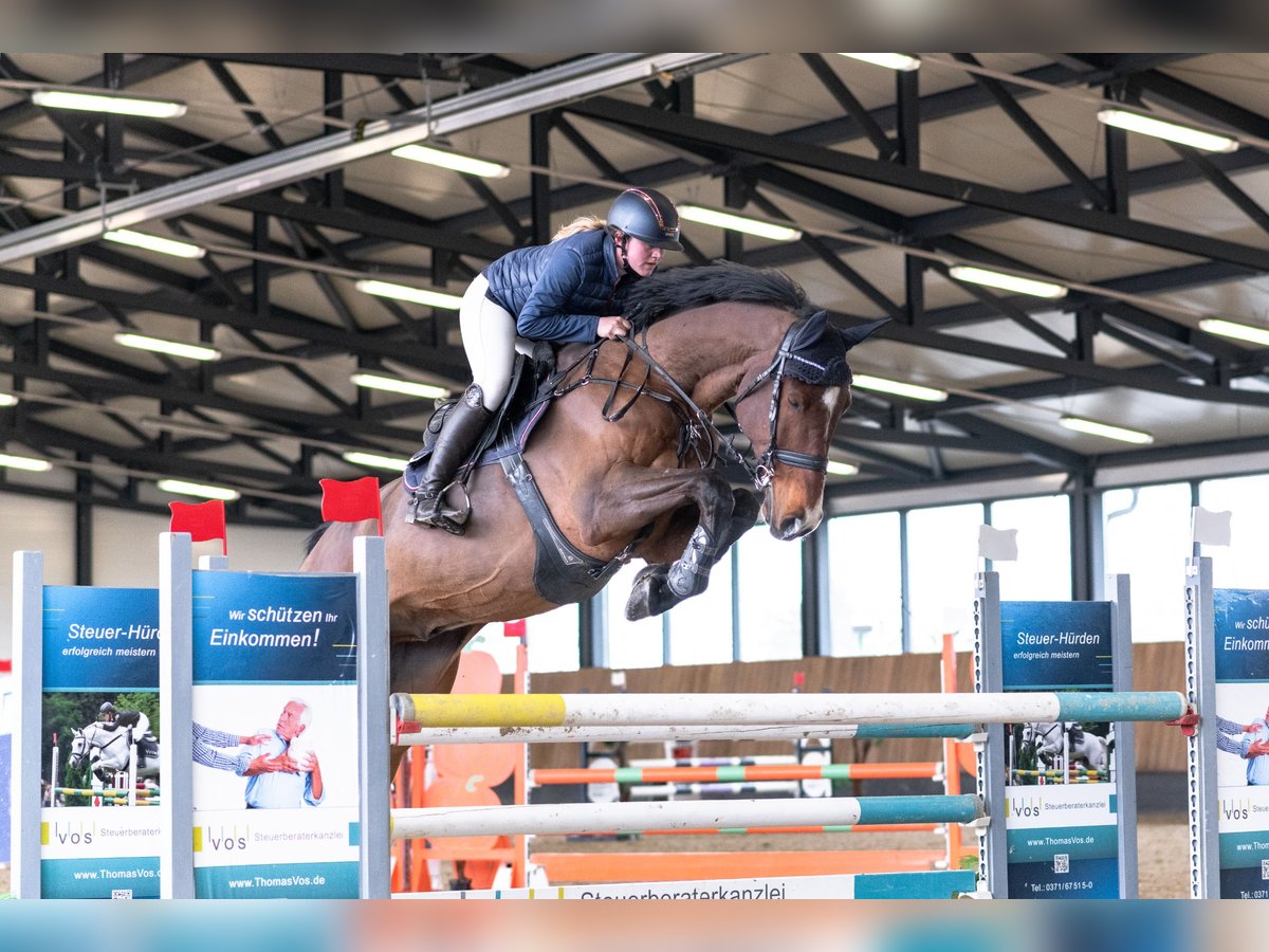 Holsteiner Ruin 11 Jaar 188 cm Bruin in Zeitz