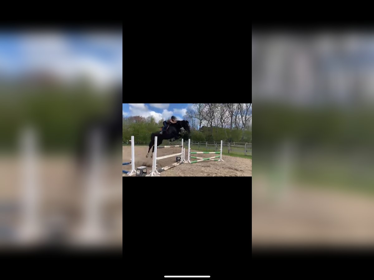 Holsteiner Ruin 12 Jaar 180 cm Donkerbruin in Gro&#xDF; Kummerfeld