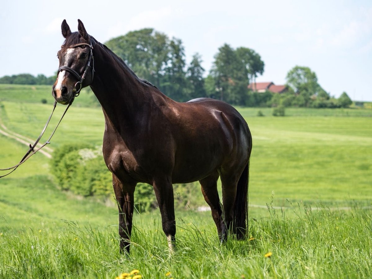 Holsteiner Ruin 13 Jaar 165 cm Bruin in os