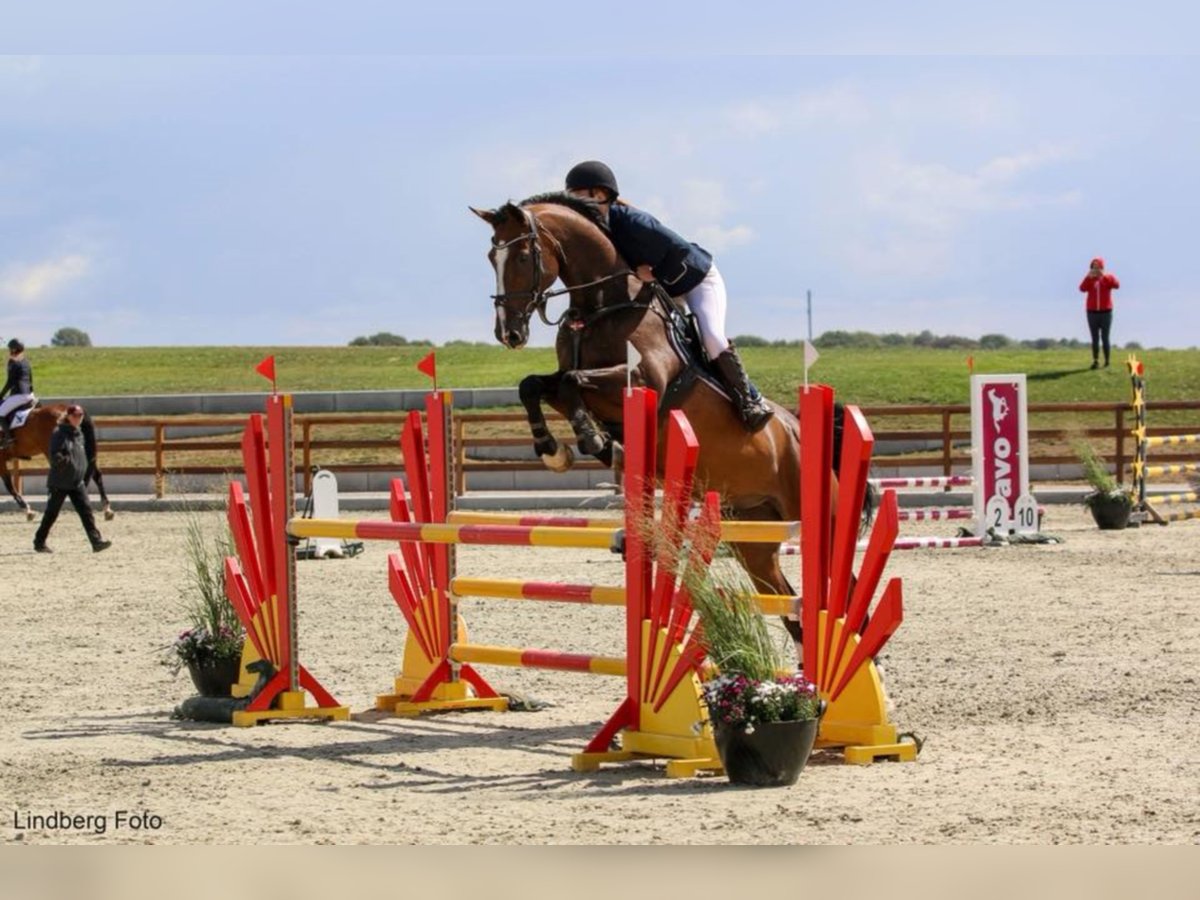 Holsteiner Ruin 16 Jaar 172 cm Donkerbruin in tinglev