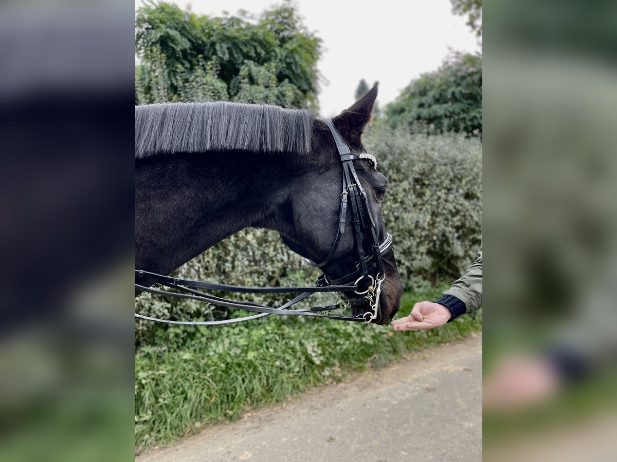 Holsteiner Ruin 16 Jaar 175 cm Zwartbruin in Wiesbaden
