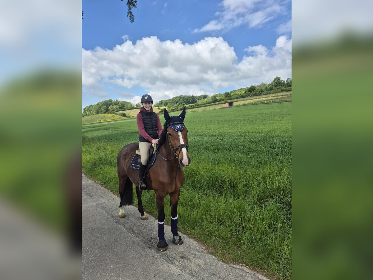 Holsteiner Ruin 16 Jaar 180 cm Bruin in Brakel
