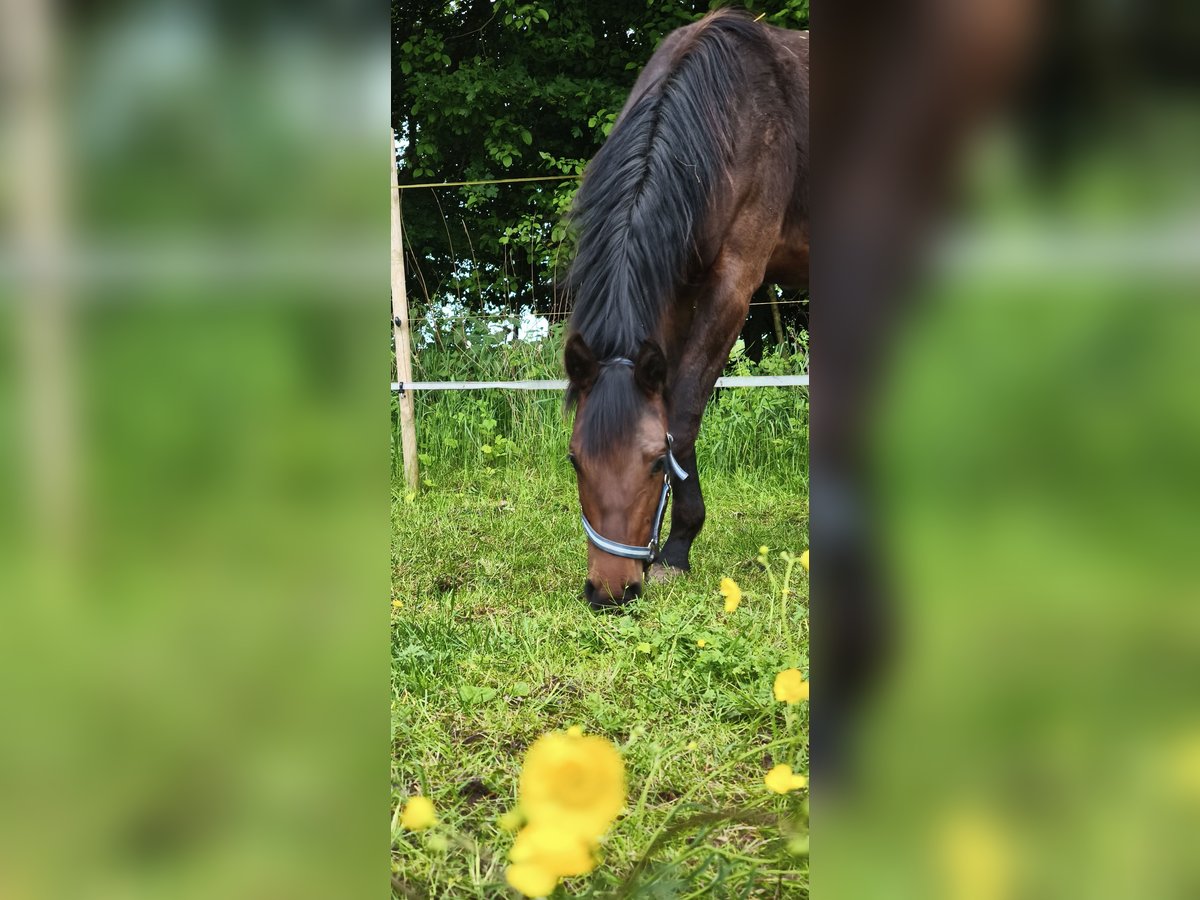 Holsteiner Ruin 1 Jaar Bruin in Oldenburg