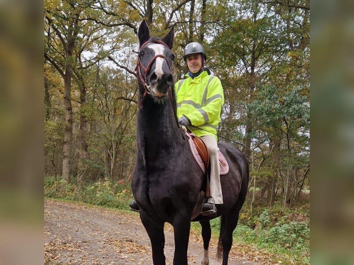 Holsteiner Ruin 23 Jaar 173 cm Donkerbruin in Emkendorf