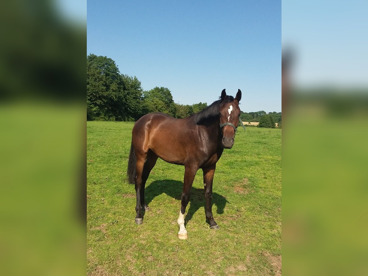 Holsteiner Ruin 2 Jaar 168 cm Donkerbruin in Bünsdorf