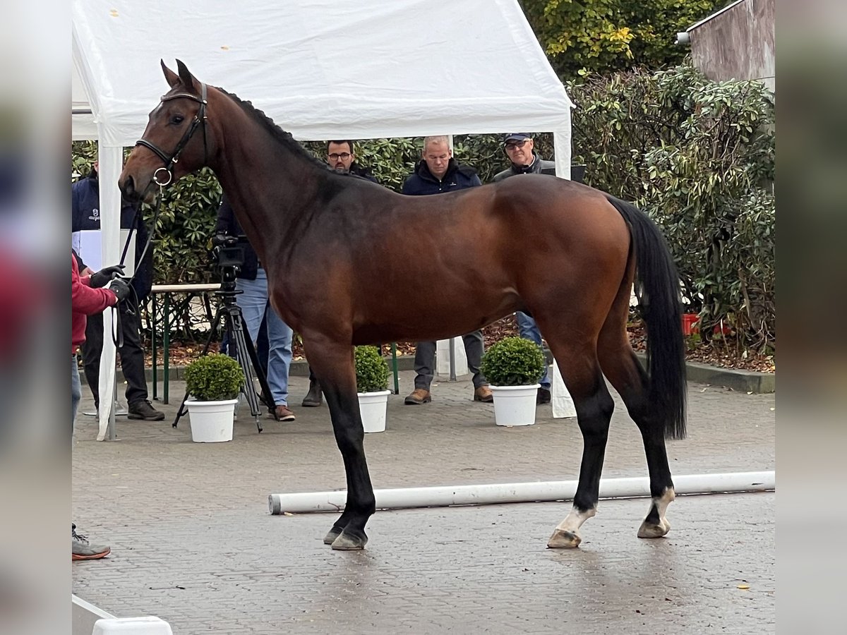 Holsteiner Ruin 2 Jaar 169 cm Bruin in Averlak