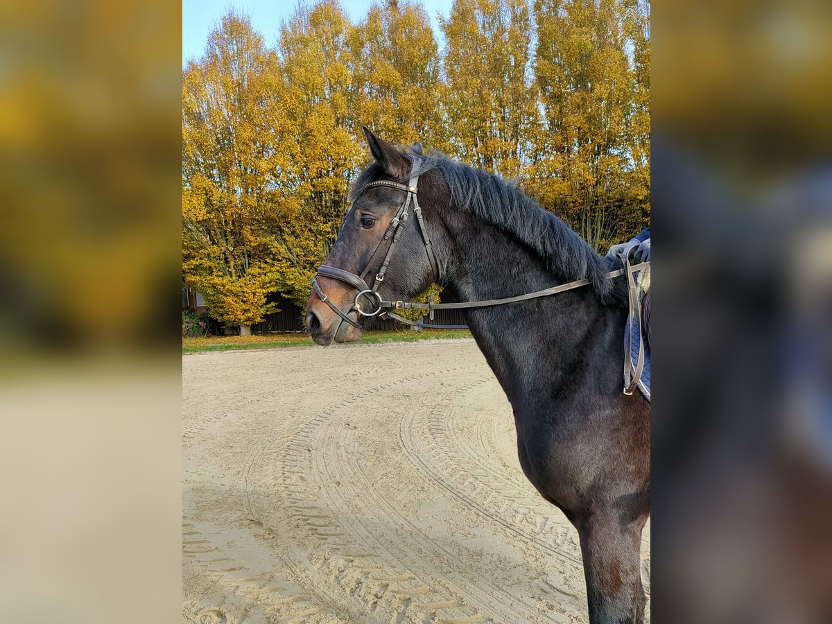 Holsteiner Ruin 2 Jaar 170 cm Bruin in Verden (Aller)