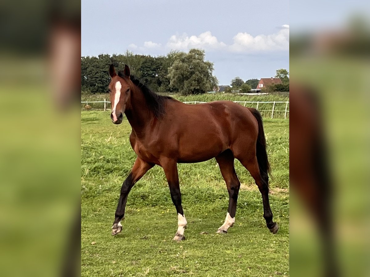 Holsteiner Ruin 3 Jaar 170 cm Bruin in Averlak