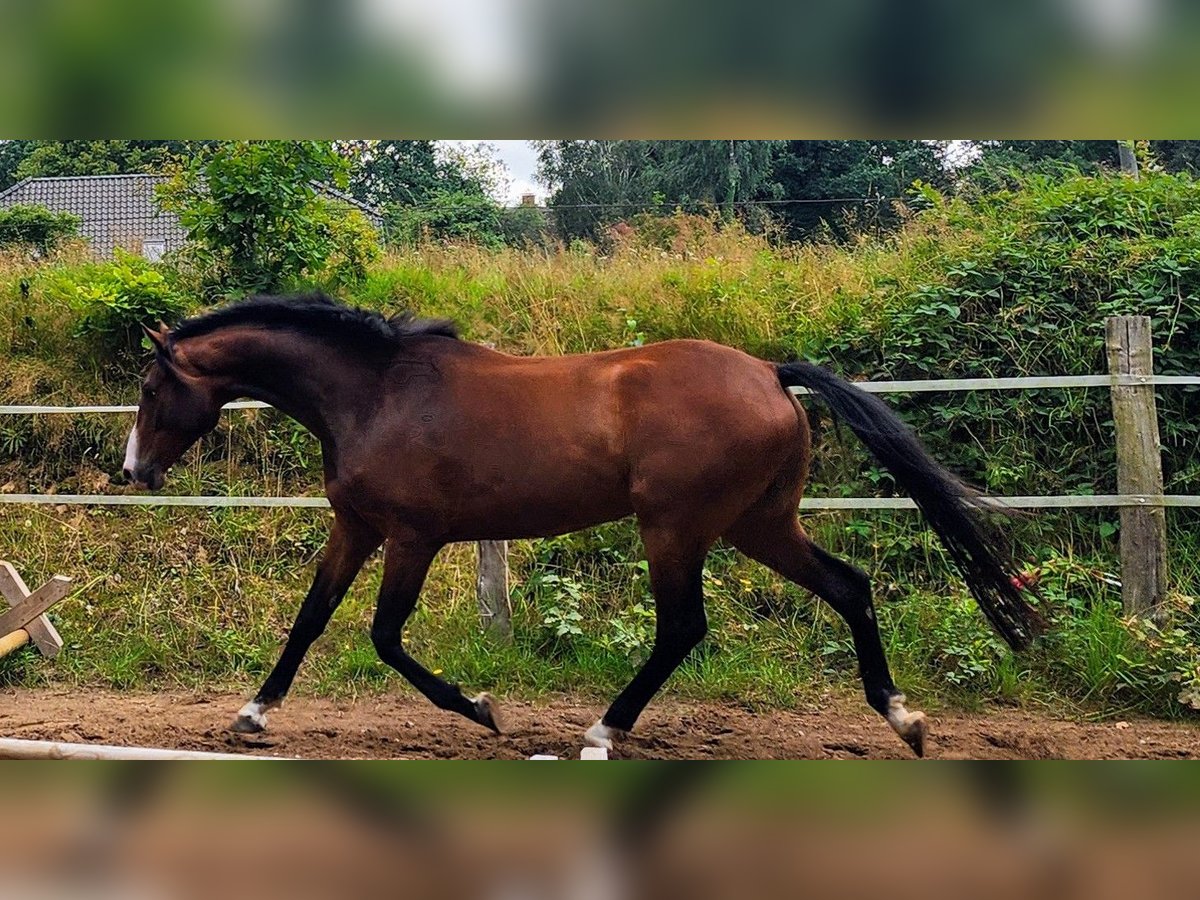 Holsteiner Ruin 4 Jaar 164 cm Bruin in Revensdorf