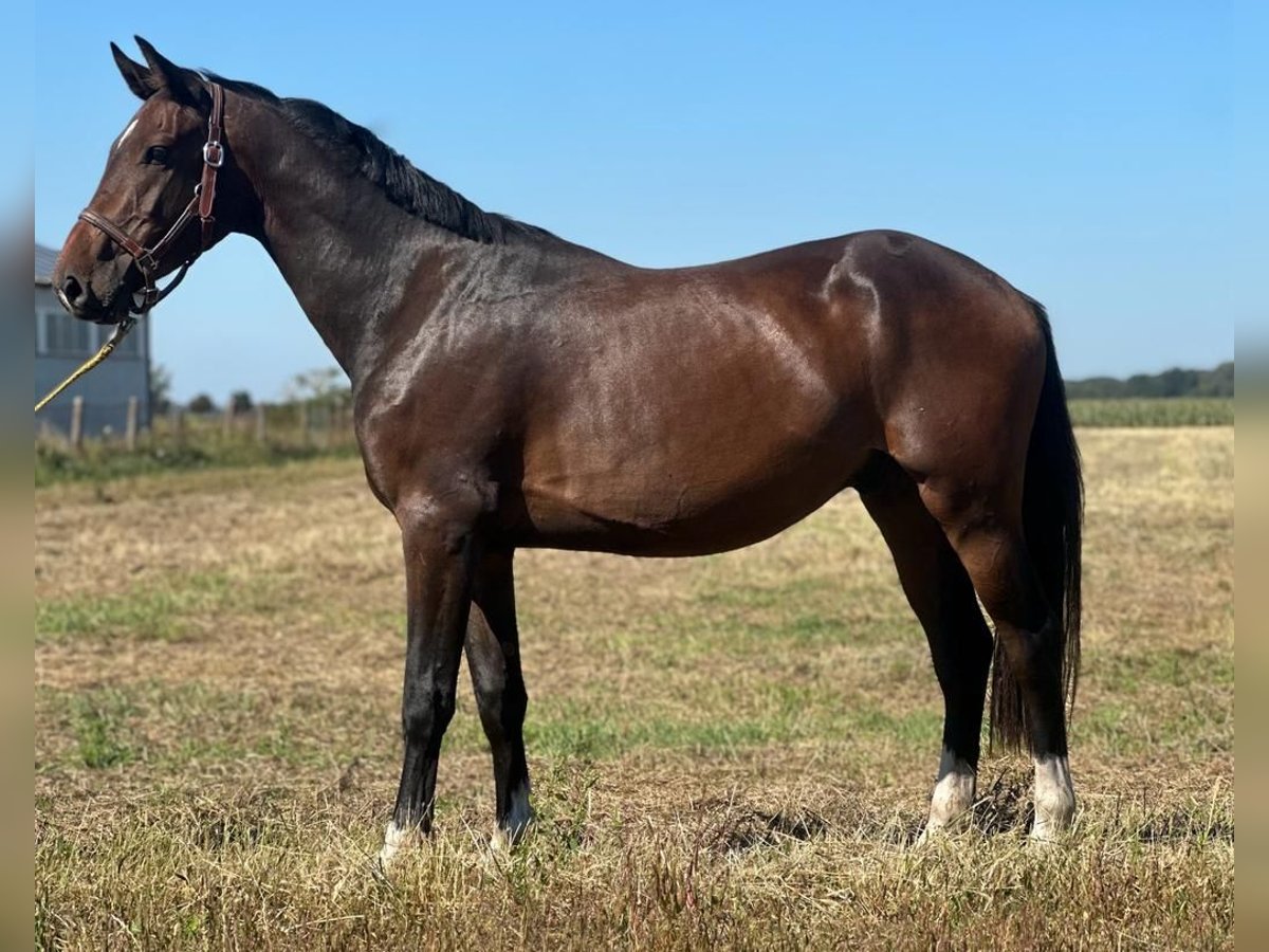 Holsteiner Ruin 4 Jaar 166 cm Bruin in Rhinow