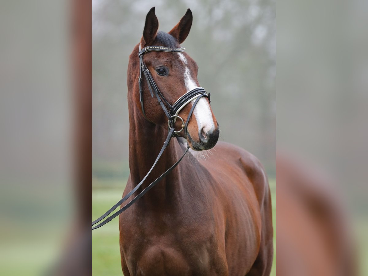 Holsteiner Ruin 4 Jaar 169 cm Bruin in Rickling