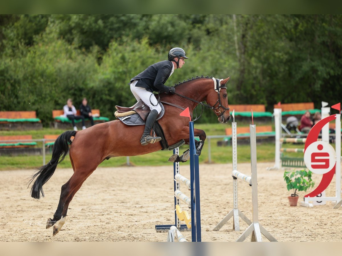 Holsteiner Ruin 5 Jaar 164 cm Bruin in NIEDERZEUZHEIM