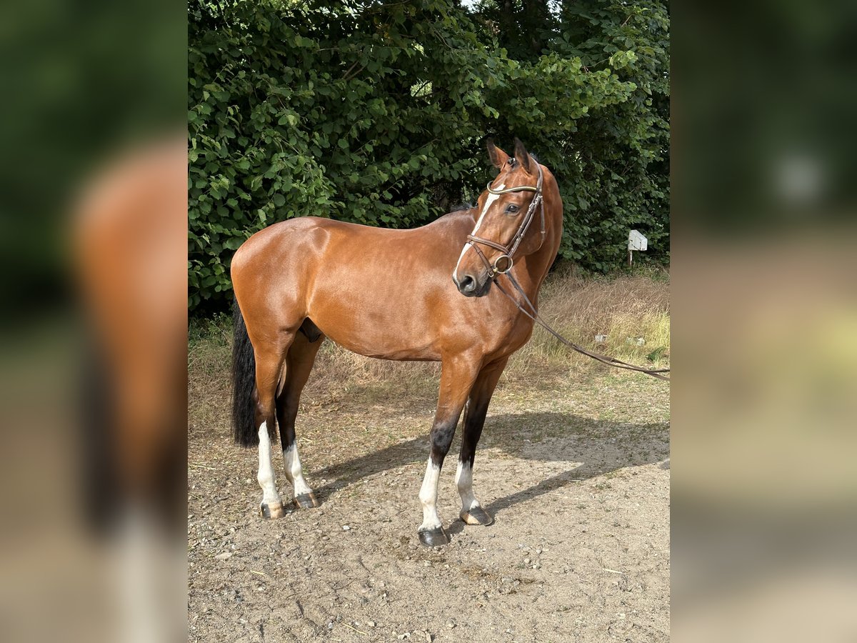 Holsteiner Ruin 5 Jaar 170 cm Lichtbruin in Westensee