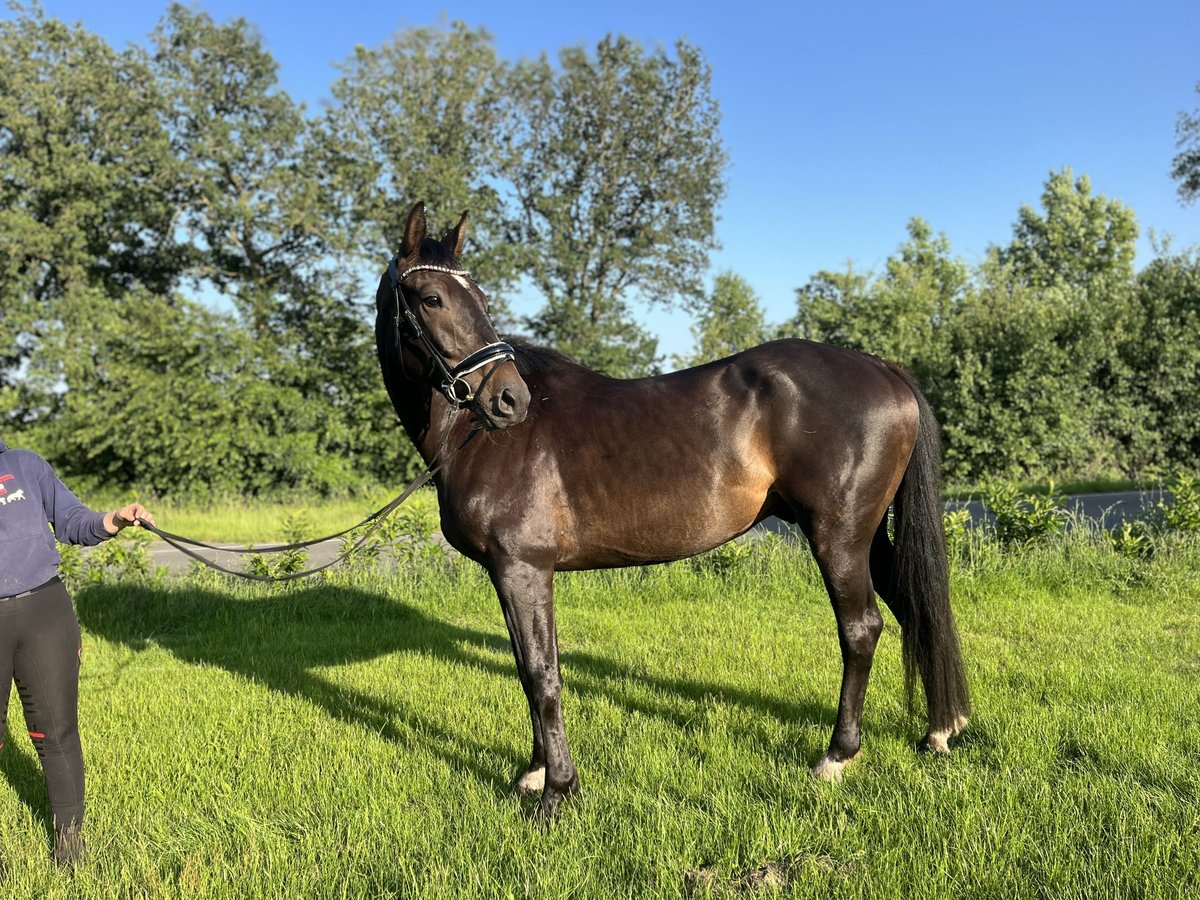 Holsteiner Ruin 5 Jaar 170 cm Zwartbruin in Kuden